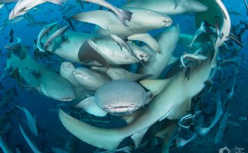 Valentijnhart van haaien - Het verhaal achter de foto