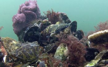 Duizenden oesters uitgezet op wrak in Noordzee