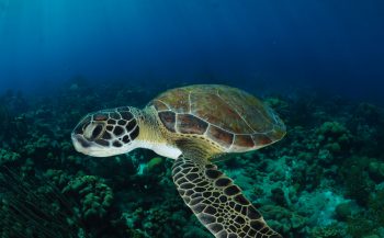 Tips voor duiken en snorkelen op Bonaire