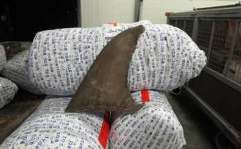 Belgische douane neemt 1200 kg vinnen in beslag