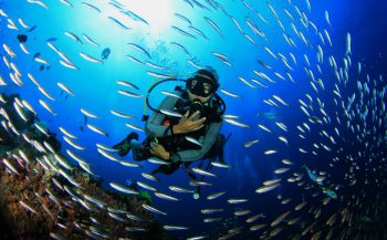 Wat is de beste reistijd voor een duikvakantie op het Great Barrier Reef?