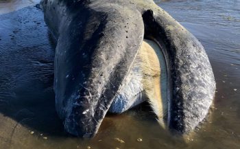 Opvallend veel walvissen aangespoeld op westkust VS