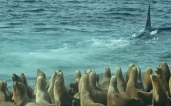 In beeld: Orka's jagen op zeeleeuwen
