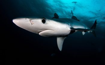 Haaien in de Middellandse Zee bedreigd door overbevissing