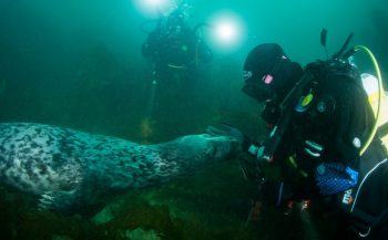 Mirjam van der Sanden - Duiken met een zeehond in Ierland