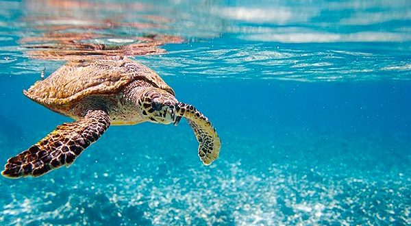 parfum krijgen Garderobe Snorkelen met zeeschildpadden – DuikeninBeeld