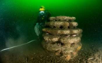 Voor het eerst baby-oesters in de Noordzee