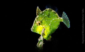 DiveXperience Special: Onderwaterfotografie