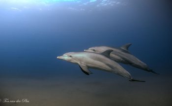 Geluk met dolfijnen - Het verhaal achter de foto