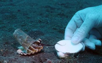 Duikers helpen octopus verhuizen