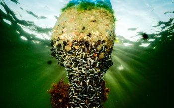 ONK Onderwaterfotografie 2019 - Starters - Thema