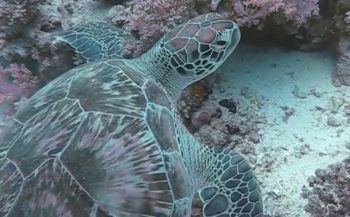 Malini Witlox - De schildpadden van de Rode Zee