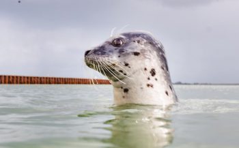 Snorkelen met zeehonden - waar kan het?