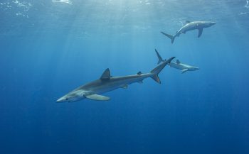 Azoren - Een week tussen de haaien en roggen