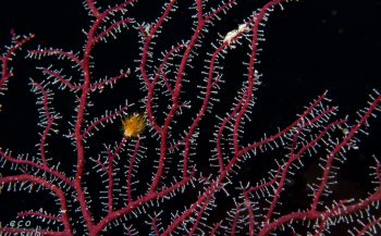 Naturalis-expeditie vindt veel nieuwe soorten op het koraalrif van Bonaire