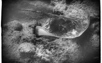 Voorbeeld van camerabijlage bij Handboek digitale onderwaterfotografie