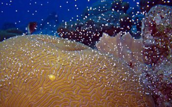 Coral spawning - Wanneer en waar?