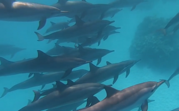 Video: de dolfijnen van Dolphin House