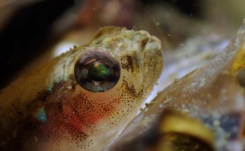 Glenn De Wilde - A small fish, big eyes