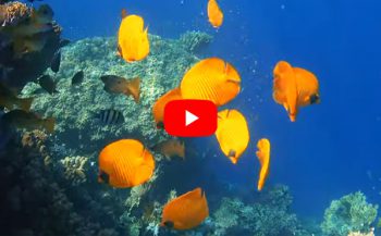 Video: Snorkelen bij Port Ghalib