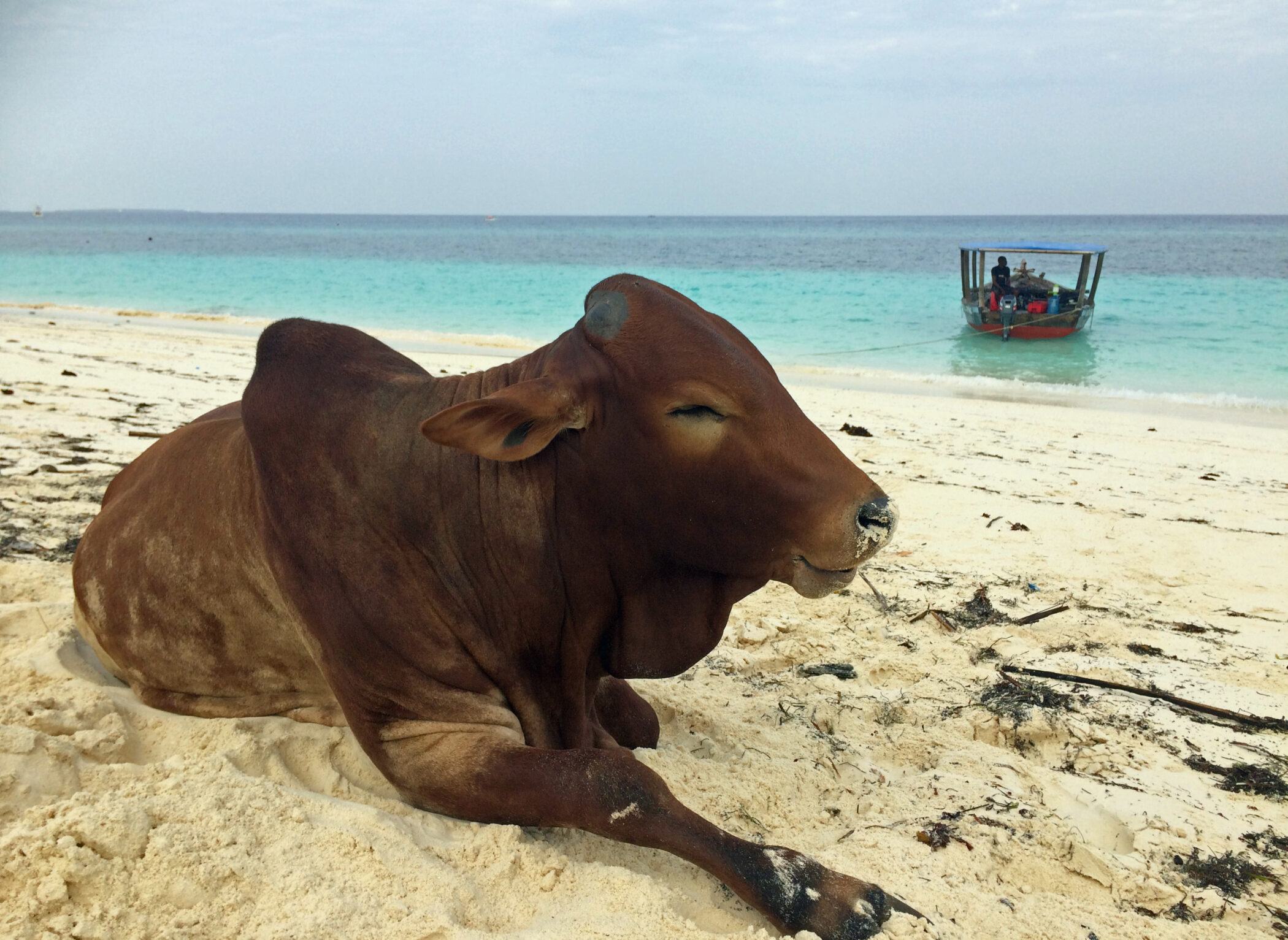 Zanzibar_koe op strand met duikboot