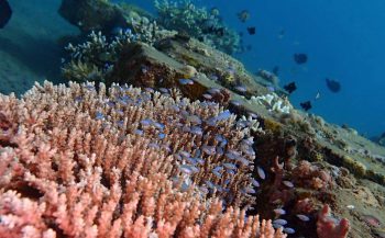 Nico Van Gelderen - Succesvol koraal herplanten