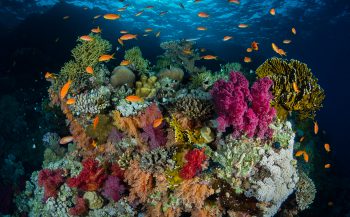 Kleurrijk koraal - Het verhaal achter de foto