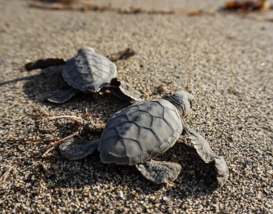 Ontrouw eigendom Regenjas Lege stranden, meer zeeschildpadjes – DuikeninBeeld