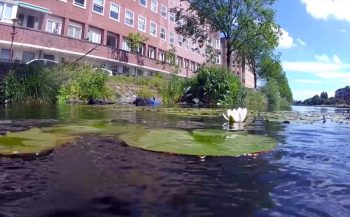 Jessica Ruijs - Onderwaternatuur in Amsterdam