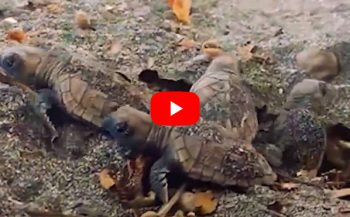 In beeld: schildpadjes verlaten het nest