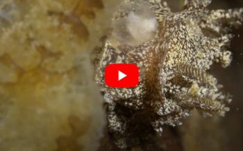 Verhaaltjes uit de Noordzee - Bruine plooislak houdt van Japans eten