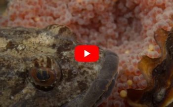 Verhaaltjes uit de Noordzee - Zeedonderpad bewaakt nest