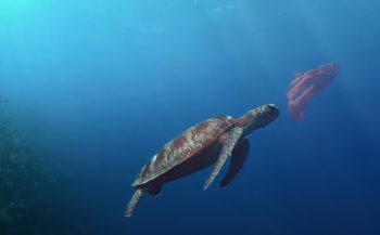 Video: Life below Water - de ontdekking van een nieuwe soort