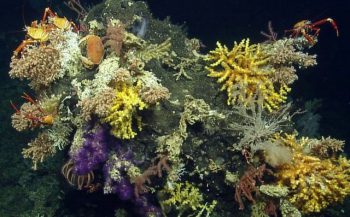 Nieuwe koralen en sponzen ontdekt bij Galapagos-eilanden