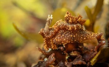 Ad Aleman - Bruine plooislakken en zeepaddestoelen