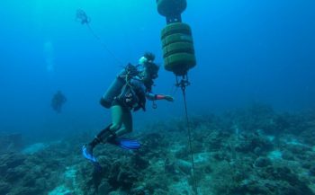 Zeezoogdieren Saba Bank worden bestudeerd aan de hand van geluid