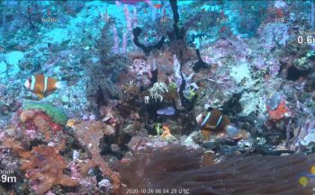 Nieuw vrijstaand rif ontdekt bij het Great Barrier Reef