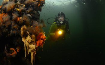 ONK Onderwaterfotografie 2020 - Masters - Groothoek met model