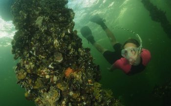 ONK Onderwaterfotografie 2020 - Masters - Overall