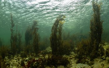 Wereldprimeur voor de Grevelingen: een Tiny Sea Forest