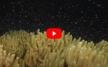In beeld: coral spawning op het Great Barrier Reef