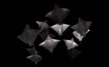 NPOTY 2020 - Constellation of Eagle Rays