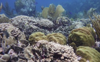 BAM bereid om schade aan Curaçaos koraalrif te vergoeden