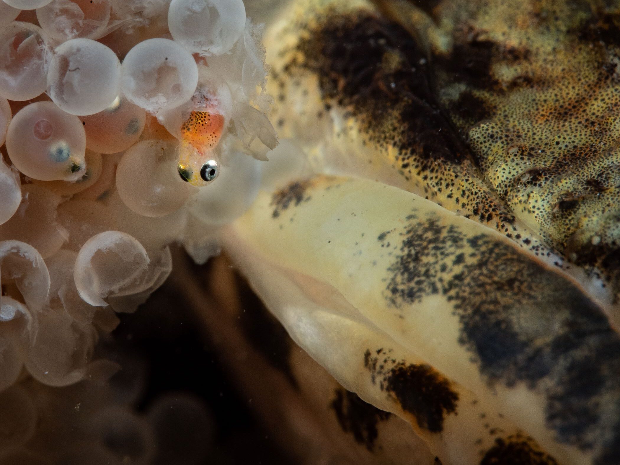 Baby zeedonderpad kruipt uit het ei onder toezicht van vader.
Foto: Marloes Otten