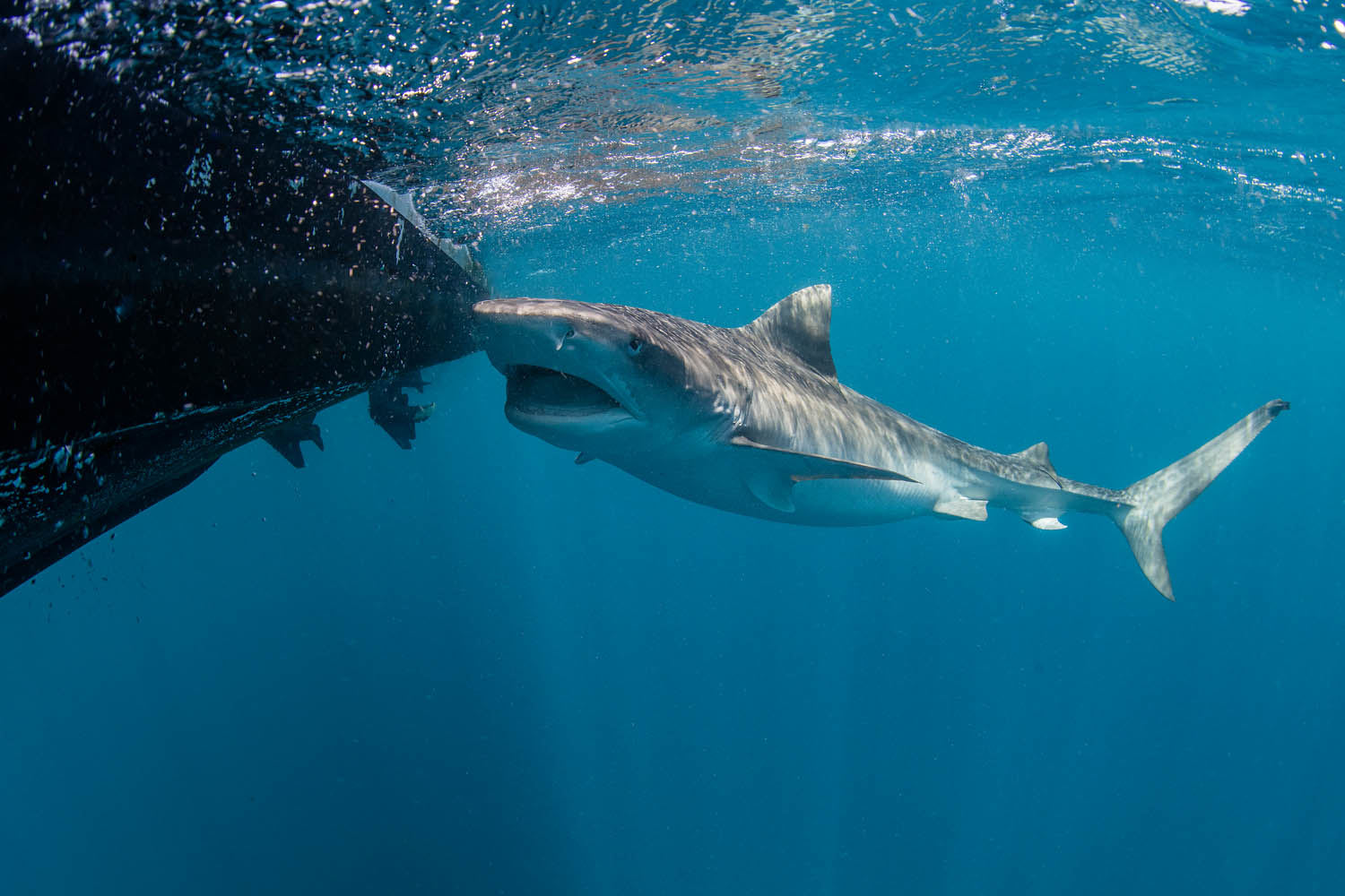 Haaien van de Saba Bank