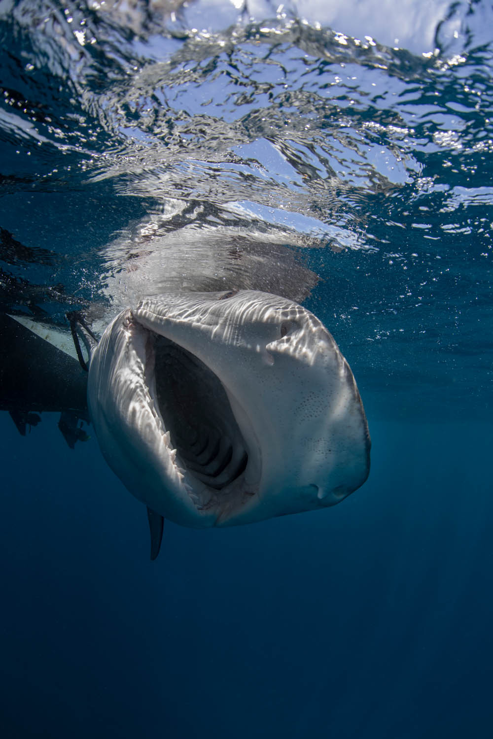Haaien van de Saba Bank