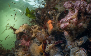 Een weekend vol onderwaterbiologie in Zeeland - doe mee!