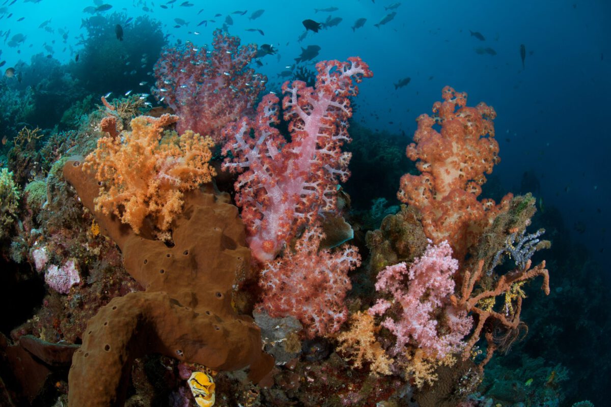 Murex Manado - Mainland Soft Corals