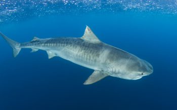 Expeditieteam maakt haaien-echo op Saba Bank
