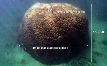 Enorm en eeuwenoud koraalblok ontdekt